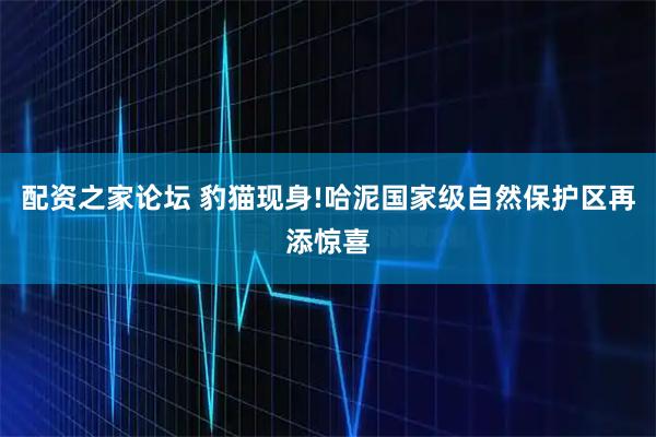 配资之家论坛 豹猫现身!哈泥国家级自然保护区再添惊喜