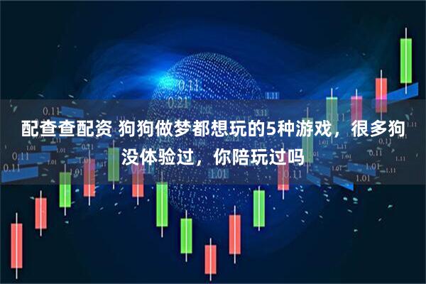 配查查配资 狗狗做梦都想玩的5种游戏，很多狗没体验过，你陪玩过吗