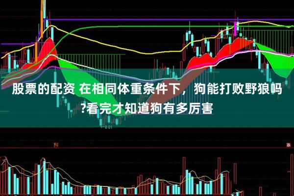 股票的配资 在相同体重条件下，狗能打败野狼吗?看完才知道狗有多厉害