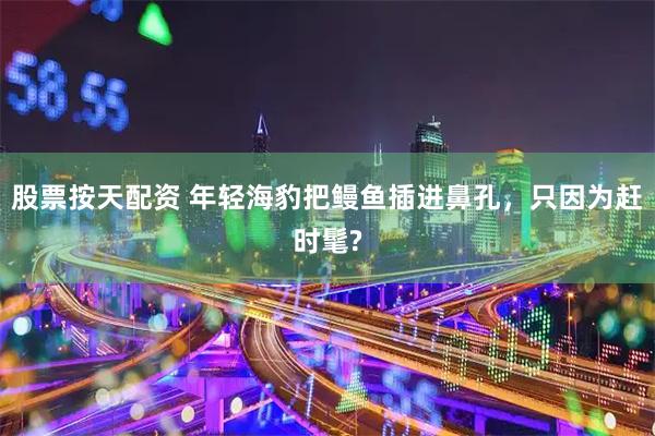 股票按天配资 年轻海豹把鳗鱼插进鼻孔，只因为赶时髦?