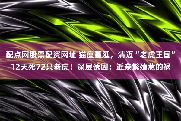 配点网股票配资网址 猫瘟蔓延，清迈“老虎王国”12天死72只老虎！深层诱因：近亲繁殖惹的祸